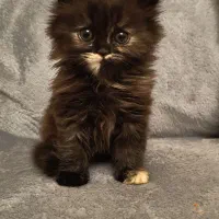 گربه پرشین اصیل یالدار|گربه|کرج, فاز ۱ مهرشهر|دیوار