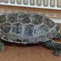 حیوان خانگی|حیوانات مزرعه|چابهار, |دیوار