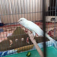قناری رسمی بلند مست