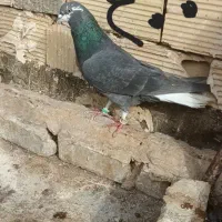 کفتر دم سفید