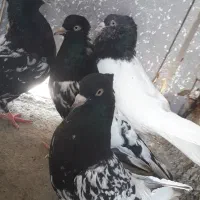 کبوتر کله ای سیاه شیرازی