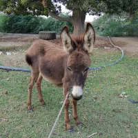 کره الاغ نر
