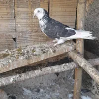 کبوتر گرفتنی پرشی معاوضه با کبوتر پلاکی