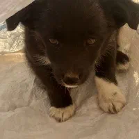 توله ماده تول|سگ|کرمانشاه, |دیوار