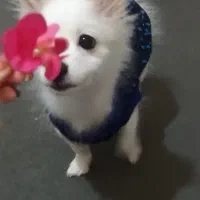 توله سگ پامرانین /پامر روباهی نر|سگ|ری, دیلمان|دیوار