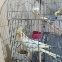 عروس هلندی|پرنده|شهریار, شهرک امیریه|دیوار