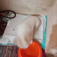 سگ پاکوتاه شیتزو مالتیز نر ۳ ماه با وسایل ۳ تومن|سگ|قم, شهر قائم|دیوار