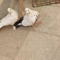 نروماده اصفهانی دم سبز عطیقه|پرنده|اصفهان, زهران|دیوار