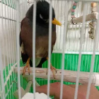 مرغ مینا  سخنگو سالم و رام باقفس