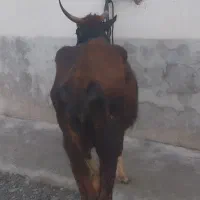 گاو‌مازندرانی با گوساله ماده ۴۰روزه