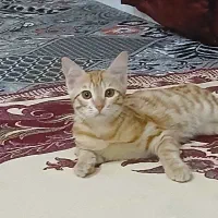 گربه تازه رفته تو ۳ماه|گربه|ساوه, |دیوار