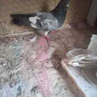 رنگی پلاکی اصل|پرنده|قم, انسجام|دیوار