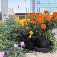 واگذاری گربه نر