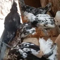 جوجه گلین
