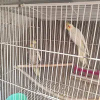 جفت عروس هلندی نر سیامون ماده لوتینو با جوجه|پرنده|سلامی, |دیوار