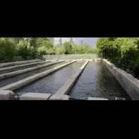 اجاره پرورش ماهی ۲۰ تنی|اجارهٔ دفتر صنعتی، کشاورزی، تجاری|بروجرد, |دیوار