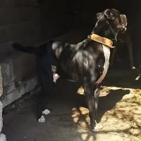 سگ سرابی|سگ|رشت, جماران|دیوار