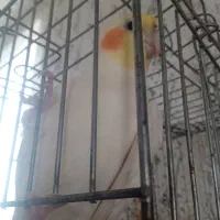 عروس هلندی