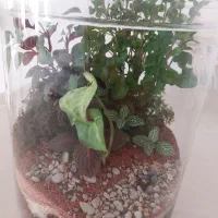 جنگل مینیمال شیشه ای