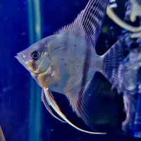 انجل کوی مارول. انجل تایگر|ماهی|شهریار, شهرک وائین|دیوار