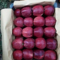 سیب قرمز درجه یک|عمده‌فروشی|بستان آباد, |دیوار