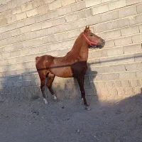 اسب کرد|اسب و تجهیزات اسبسواری|قروه, |دیوار