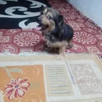 سگ کوکونی آلمانی نر اصیل|سگ|رشت, سعدی (تختی)|دیوار