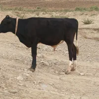 گاو نر