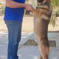 سگ ژرمن اصل