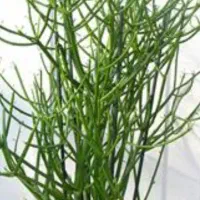 گل افوربیا تیروکالی