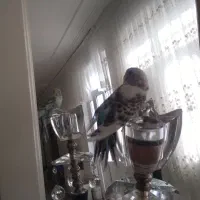 مرغ عشق|پرنده|تربتحیدریه, ترمینال|دیوار