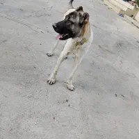 سگ سرابی 10ماهه|سگ|عنبران, |دیوار