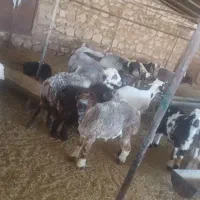 قوچ درجه یک|حیوانات مزرعه|یاسوج, |دیوار