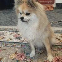 فروش سگ خانگی شناسنامه دار واکسینه خورده