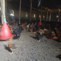 نیمچه مرغ وخروس