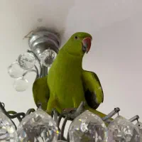 گمشده