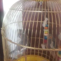 ۷ تا عروس هلندی به همراه قفس و لوازم ۴ تومان|پرنده|مشهد, آبکوه|دیوار