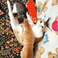 واگذاری رایگان DSH