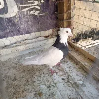 کبوتر طوق نر مست خال قدیم