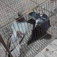 کفتر غریب گیر|پرنده|محمدشهر, محمدشهر|دیوار