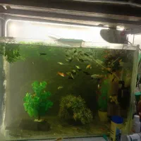 فروش ماهی گوپی بااکواریوم