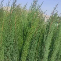 تولید و عرضه نهال