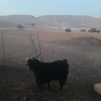 یک عدد سورین درجه یک|حیوانات مزرعه|بدره, |دیوار