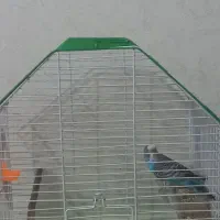 مرغ عشق