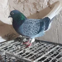 سبزانگلیسی