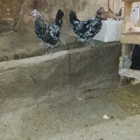 مرغ گلین اصیل با بوقلمون