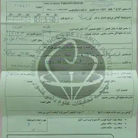 کره مادیون دره شور|اسب و تجهیزات اسب‌سواری|شهرضا, |دیوار