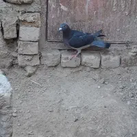 کبوتر چاپی|پرنده|هامون, |دیوار