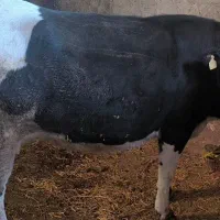 گاو گوشتی|حیوانات مزرعه|مشگین شهر, |دیوار