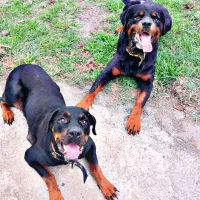 توله روتوایلر